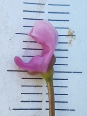 Utricularia resupinata