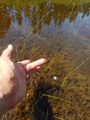 Utricularia resupinata