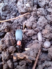 Galerita collaris