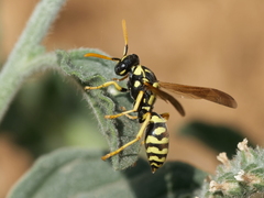 Polistes gallicus