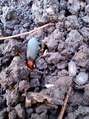 Galerita collaris
