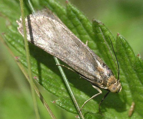 Phycide roussâtre