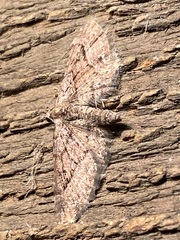 Eupithecia graefii