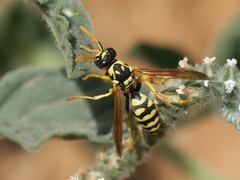 Polistes gallicus
