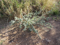 Abutilon austro-africanum