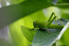 Chondracris