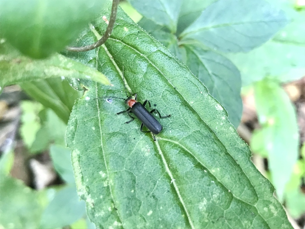 Lycocerus oedemeroides