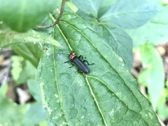 Lycocerus oedemeroides
