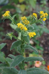 Inula thapsoides