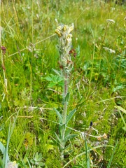 Pedicularis tristis