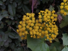 Delairea odorata