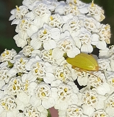Cteniopus sulphureus