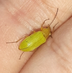 Cteniopus sulphureus