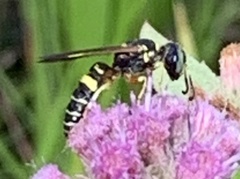 Philanthus ventilabris