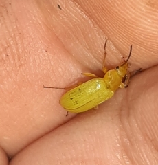 Cteniopus sulphureus