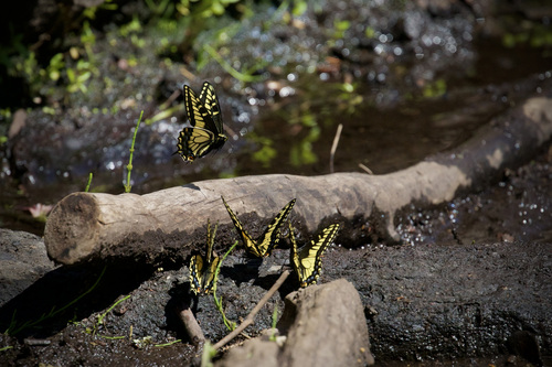 Anise swallowtail