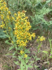 Solidago virgaurea