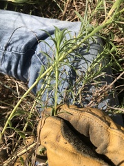 Croptilon hookerianum