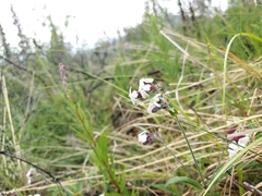 Silene repens