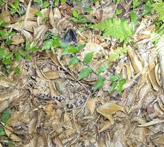 Lycodon futsingensis