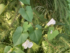 Calystegia sepium