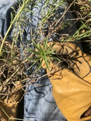 Croptilon hookerianum