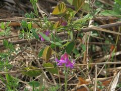 Lathyrus humilis
