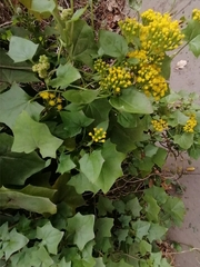 Delairea odorata