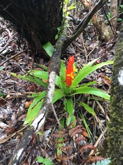 Guzmania berteroniana