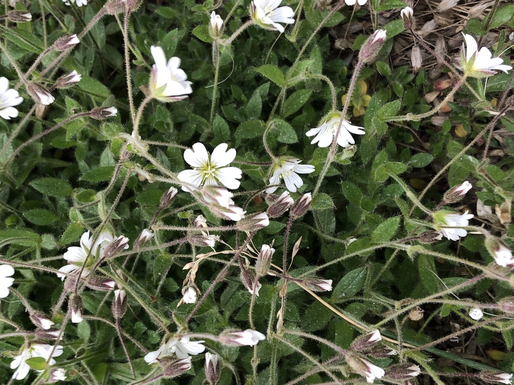 Alpine Mouse-ear from Spitsbergen, Svalbard, Svalbard, SJ on July 22 ...