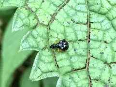 Phymatapoderus flavimanus