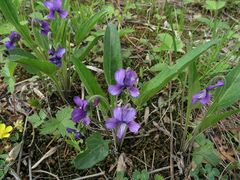 Viola mandshurica