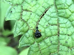 Phymatapoderus flavimanus