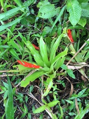 Guzmania berteroniana