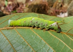 Protambulyx strigilis