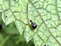 Phymatapoderus flavimanus