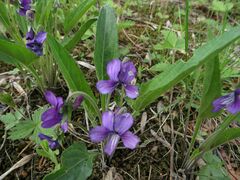 Viola mandshurica