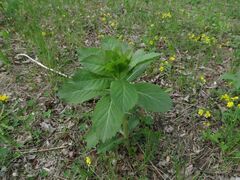 Adenophora triphylla