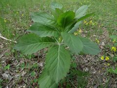 Adenophora triphylla