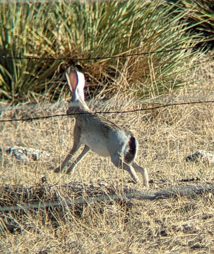 Black-tailed Jackrabbit photographed in Kansas