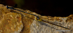 Pseudagrion hypermelas