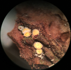 Lachnellula ellisiana