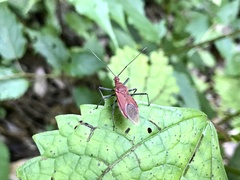 Cutocoris russatus
