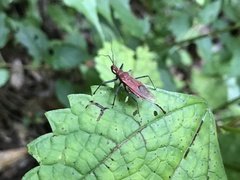 Cutocoris russatus