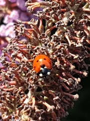 Coccinella septempunctata