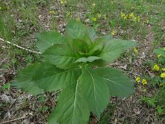 Adenophora triphylla