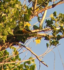 Icterus bullockii × galbula