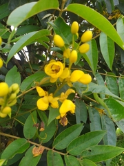 Senna viarum