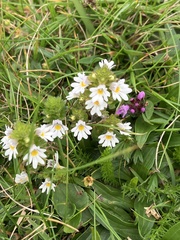 Euphrasia frigida