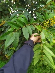 Senna viarum